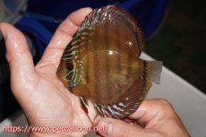 画像4: 【ウィンターセール クーポンご利用で更に10％OFF対象商品】【ディスカス】【通販】【超希少種　国産ブリード】ジャパニーズタンジェリンドリーム　アッパーテフェロイヤルグリーン(wild ♂)×ラーゴパラコニブラッドレッドF2(breed ♀)【個体販売】12cm （生体）（籠谷氏ブリード個体） (4)