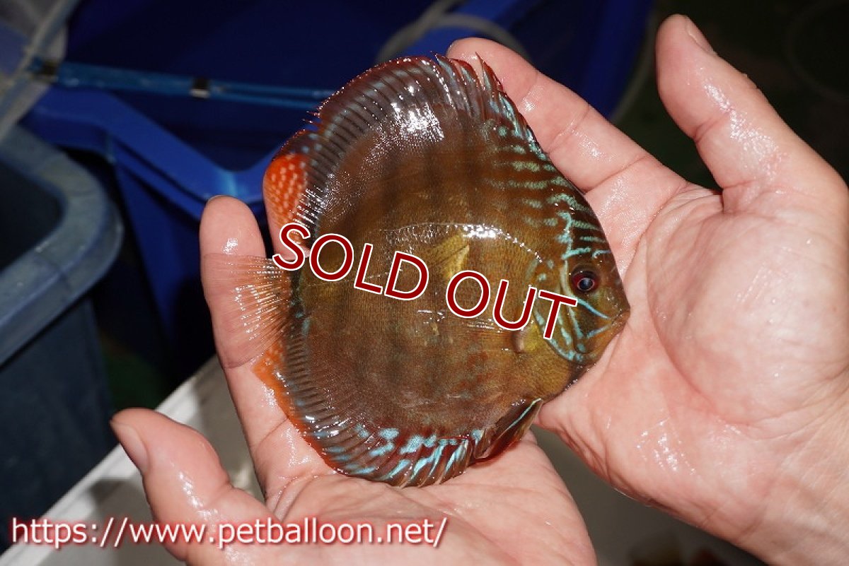 画像5: 【ディスカス】【通販】【超希少種　国産ブリード】ジャパニーズタンジェリンドリーム　アッパーテフェロイヤルグリーン(wild ♂)×ラーゴパラコニブラッドレッドF2(breed ♀)【個体販売】12cm （生体）（籠谷氏ブリード個体） (5)