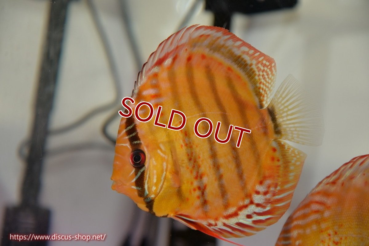 画像1: 【決算セール クーポンご利用で更に10％OFF対象商品】【ディスカス】【通販】【超希少種　国産ブリード】ジャパニーズタンジェリンドリーム　アッパーテフェロイヤルグリーン(wild ♂)×ラーゴパラコニブラッドレッドF2(breed ♀)【個体販売】12cm （生体）（籠谷氏ブリード個体） (1)