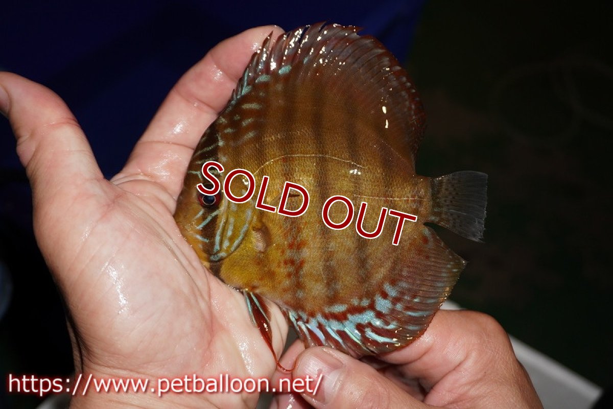 画像4: 【決算セール クーポンご利用で更に10％OFF対象商品】【ディスカス】【通販】【超希少種　国産ブリード】ジャパニーズタンジェリンドリーム　アッパーテフェロイヤルグリーン(wild ♂)×ラーゴパラコニブラッドレッドF2(breed ♀)【個体販売】12cm （生体）（籠谷氏ブリード個体） (4)