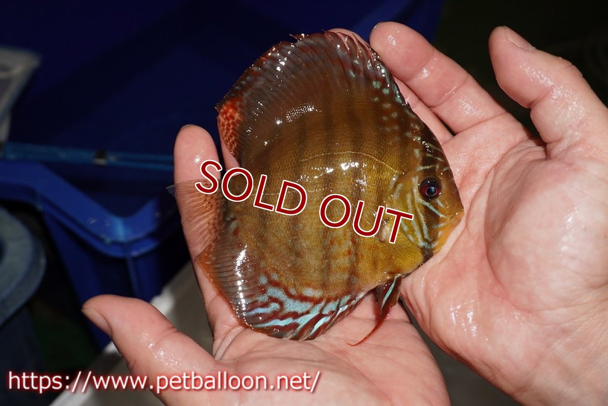 画像5: 【決算セール クーポンご利用で更に10％OFF対象商品】【ディスカス】【通販】【超希少種　国産ブリード】ジャパニーズタンジェリンドリーム　アッパーテフェロイヤルグリーン(wild ♂)×ラーゴパラコニブラッドレッドF2(breed ♀)【個体販売】12cm （生体）（籠谷氏ブリード個体） (5)