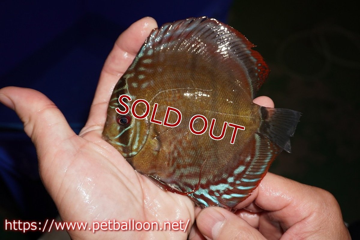 画像3: 【ディスカス】【通販】【超希少種　国産ブリード】ジャパニーズタンジェリンドリーム　アッパーテフェロイヤルグリーン(wild ♂)×ラーゴパラコニブラッドレッドF2(breed ♀)【個体販売】12cm （生体）（籠谷氏ブリード個体） (3)