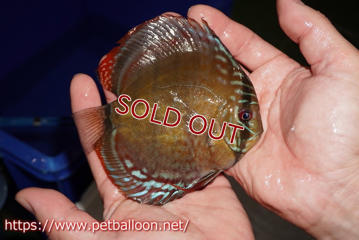 画像4: 【ディスカス】【通販】【超希少種　国産ブリード】ジャパニーズタンジェリンドリーム　アッパーテフェロイヤルグリーン(wild ♂)×ラーゴパラコニブラッドレッドF2(breed ♀)【個体販売】12cm （生体）（籠谷氏ブリード個体） (4)