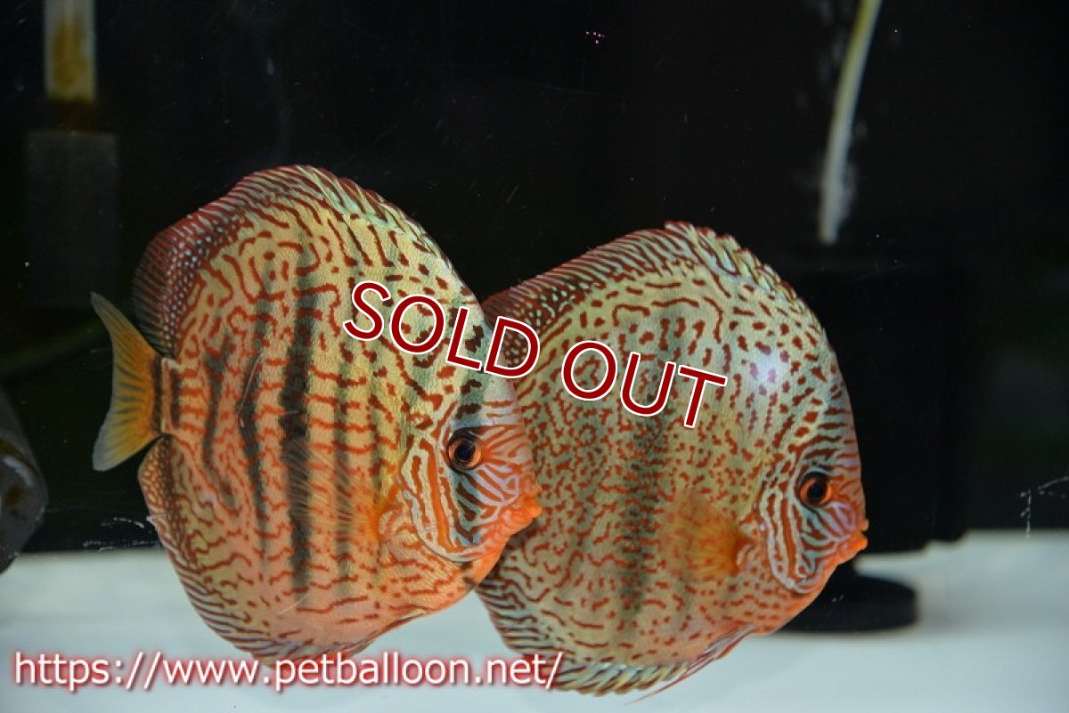 画像1: 【ディスカス】【通販】ワイルドロイヤルブルークロス（センターバータイプ）【個体ペア販売】15cm（生体）【マレーシア　PERMAI KENCANAディスカスファーム　Winson氏　】 (1)