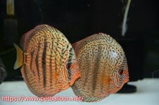 画像1: 【ディスカス】【通販】ワイルドロイヤルブルークロス（センターバータイプ）【個体ペア販売】15cm（生体）【マレーシア　PERMAI KENCANAディスカスファーム　Winson氏　】 (1)