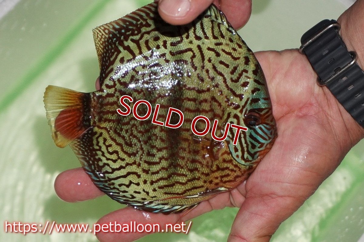 画像4: 【ディスカス】【通販】ワイルドロイヤルブルークロス（センターバータイプ）【個体ペア販売】15cm（生体）【マレーシア　PERMAI KENCANAディスカスファーム　Winson氏　】 (4)