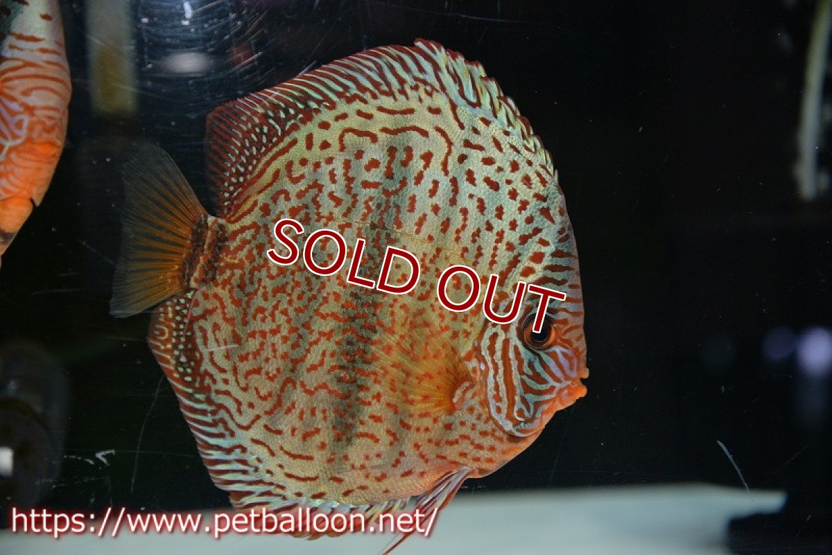 画像5: 【ディスカス】【通販】ワイルドロイヤルブルークロス（センターバータイプ）【個体ペア販売】15cm（生体）【マレーシア　PERMAI KENCANAディスカスファーム　Winson氏　】 (5)