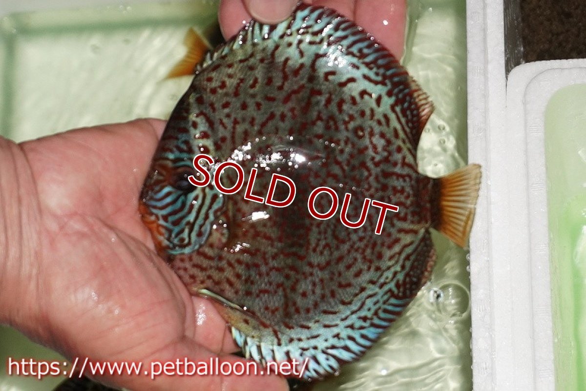 画像6: 【ディスカス】【通販】ワイルドロイヤルブルークロス（センターバータイプ）【個体ペア販売】15cm（生体）【マレーシア　PERMAI KENCANAディスカスファーム　Winson氏　】 (6)