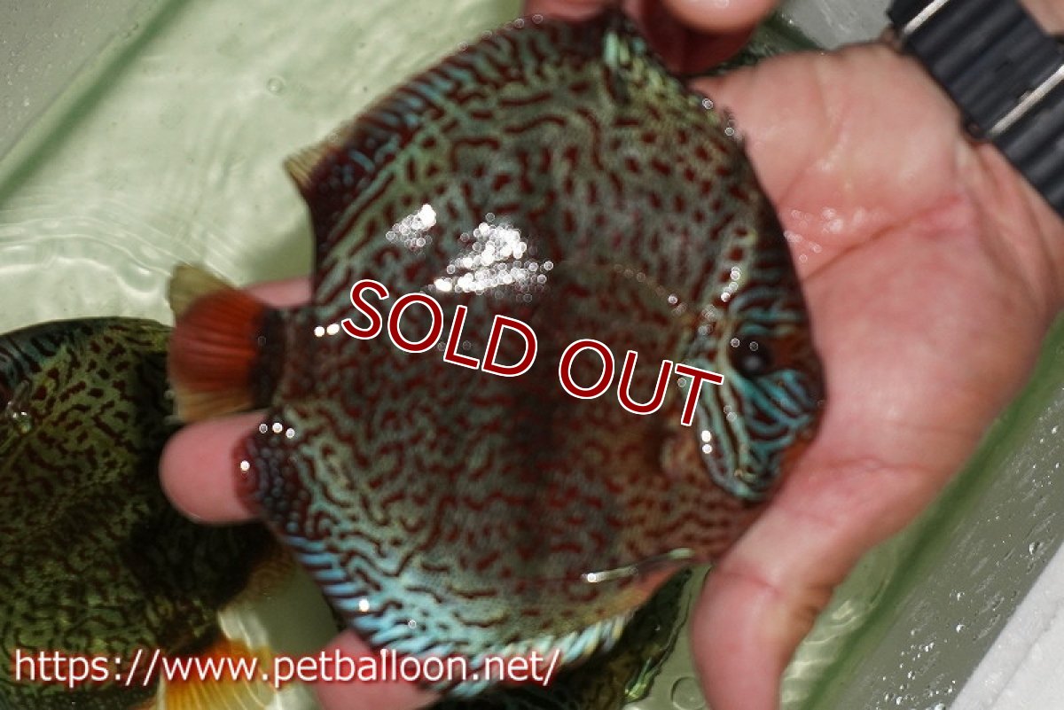 画像7: 【ディスカス】【通販】ワイルドロイヤルブルークロス（センターバータイプ）【個体ペア販売】15cm（生体）【マレーシア　PERMAI KENCANAディスカスファーム　Winson氏　】 (7)