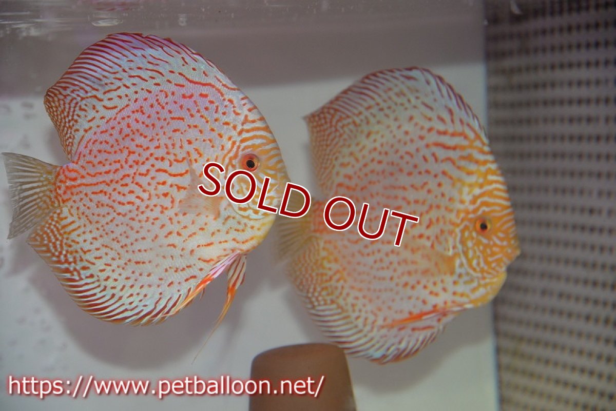 画像1: 【ディスカス】【通販】レッドピジョンパールサクラ【個体ペア販売】15-16cm（生体）マレーシア　KLディスカスファーム (1)