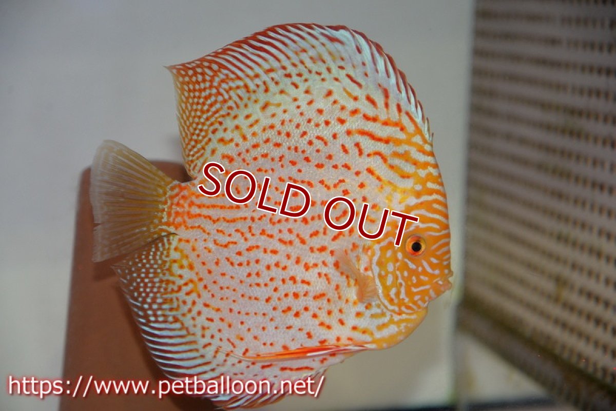 画像2: 【ディスカス】【通販】レッドピジョンパールサクラ【個体ペア販売】15-16cm（生体）マレーシア　KLディスカスファーム (2)