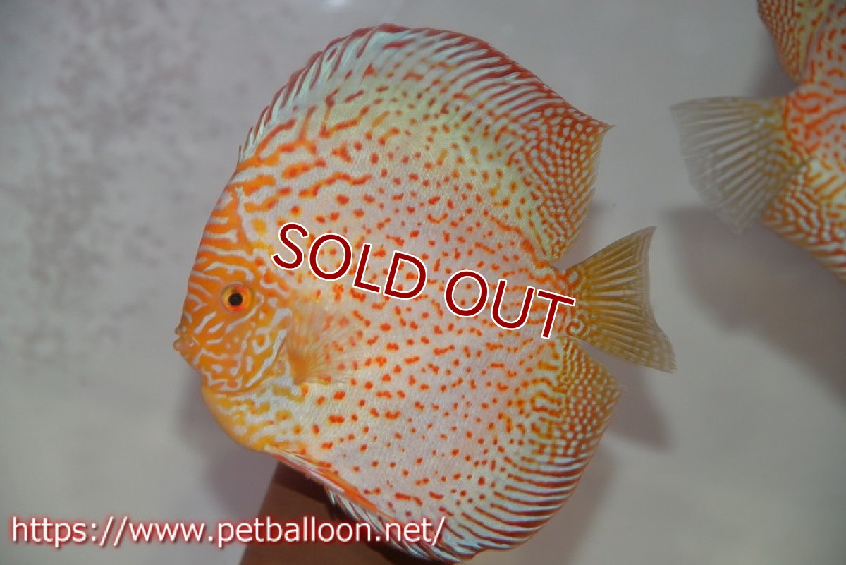 画像3: 【ディスカス】【通販】レッドピジョンパールサクラ【個体ペア販売】15-16cm（生体）マレーシア　KLディスカスファーム (3)