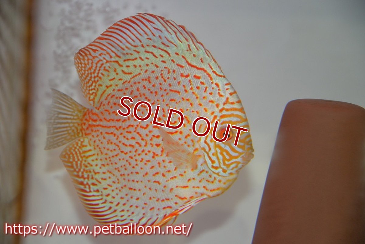 画像4: 【ディスカス】【通販】レッドピジョンパールサクラ【個体ペア販売】15-16cm（生体）マレーシア　KLディスカスファーム (4)