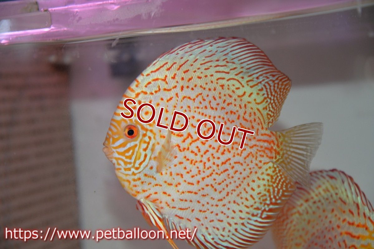 画像5: 【ディスカス】【通販】レッドピジョンパールサクラ【個体ペア販売】15-16cm（生体）マレーシア　KLディスカスファーム (5)