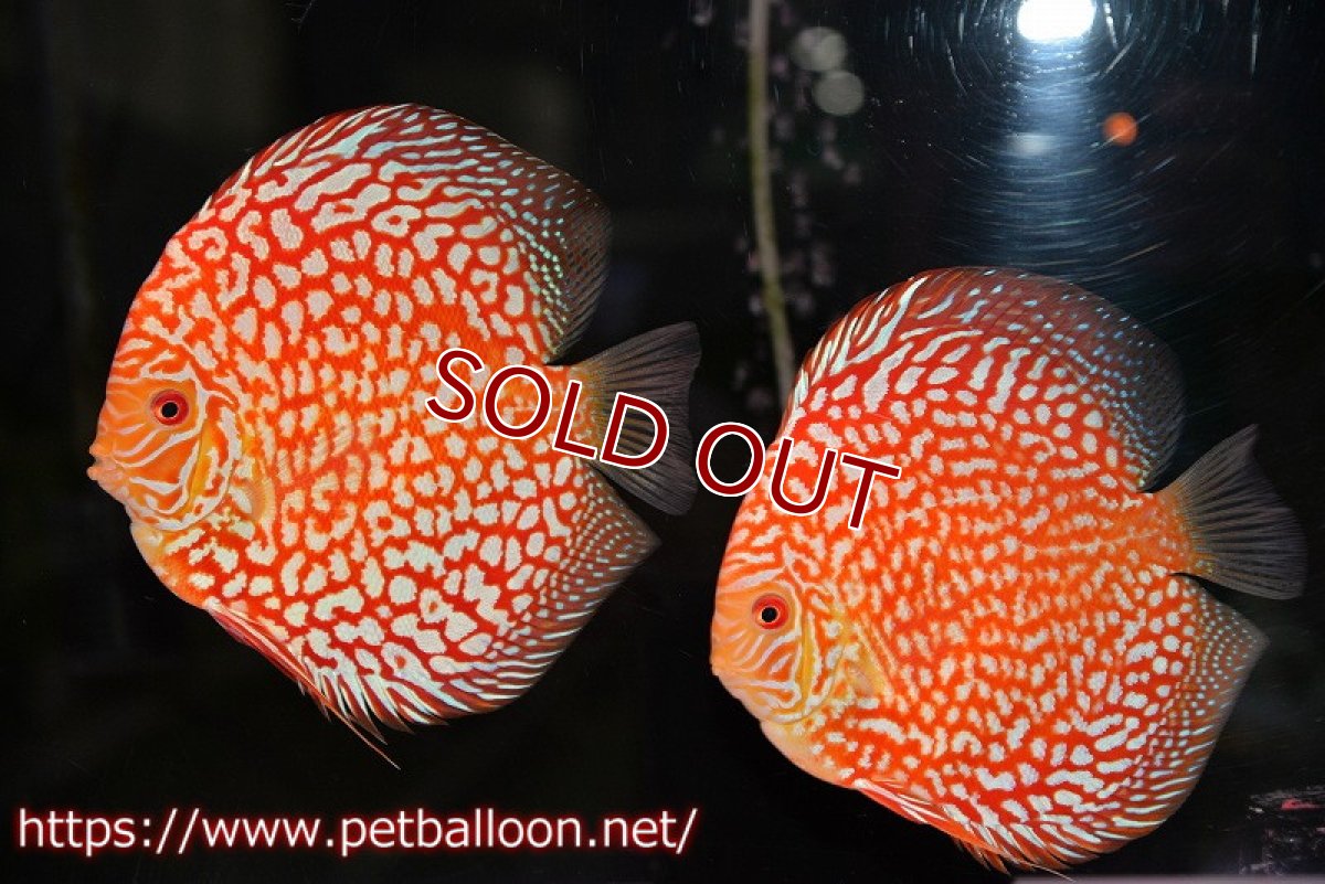 画像1: 【ディスカス】【通販】スーパーレッドパールチェッカーピジョン（ハイフォーム）【個体ペア販売】14-15cm（生体）マレーシア　NAディスカスファーム (1)