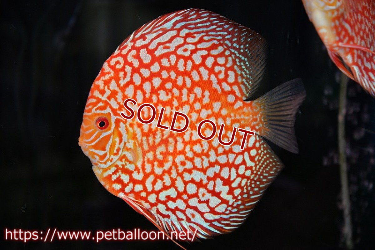 画像2: 【ディスカス】【通販】スーパーレッドパールチェッカーピジョン（ハイフォーム）【個体ペア販売】14-15cm（生体）マレーシア　NAディスカスファーム (2)