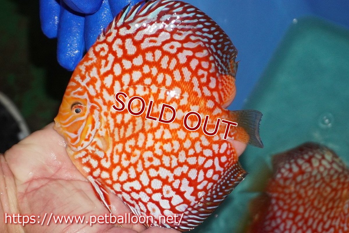 画像3: 【ディスカス】【通販】スーパーレッドパールチェッカーピジョン（ハイフォーム）【個体ペア販売】14-15cm（生体）マレーシア　NAディスカスファーム (3)