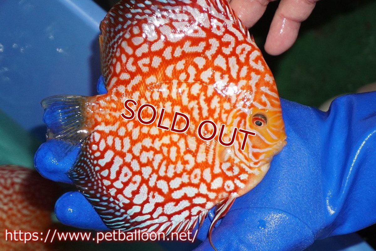 画像4: 【ディスカス】【通販】スーパーレッドパールチェッカーピジョン（ハイフォーム）【個体ペア販売】14-15cm（生体）マレーシア　NAディスカスファーム (4)