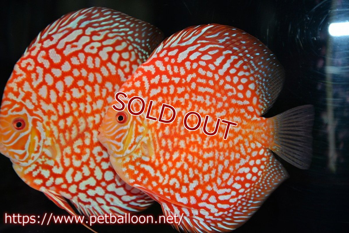 画像5: 【ディスカス】【通販】スーパーレッドパールチェッカーピジョン（ハイフォーム）【個体ペア販売】14-15cm（生体）マレーシア　NAディスカスファーム (5)