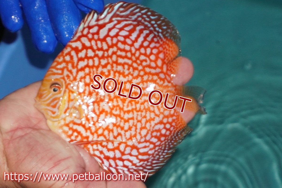 画像6: 【ディスカス】【通販】スーパーレッドパールチェッカーピジョン（ハイフォーム）【個体ペア販売】14-15cm（生体）マレーシア　NAディスカスファーム (6)