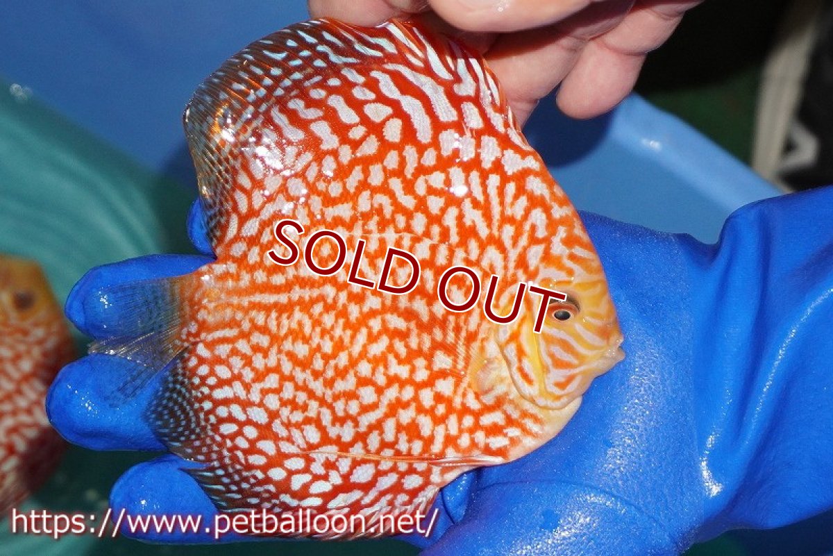 画像7: 【ディスカス】【通販】スーパーレッドパールチェッカーピジョン（ハイフォーム）【個体ペア販売】14-15cm（生体）マレーシア　NAディスカスファーム (7)