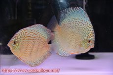 画像1: 【ディスカス】【通販】サクラスーパーブルーレオパード（ハイフォーム）【個体ペア販売】14-15cm（生体）マレーシア　KLディスカスファーム (1)
