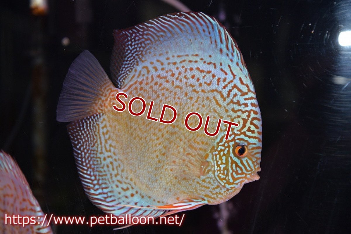 画像2: 【ディスカス】【通販】サクラスーパーブルーレオパード（ハイフォーム）【個体ペア販売】14-15cm（生体）マレーシア　KLディスカスファーム (2)