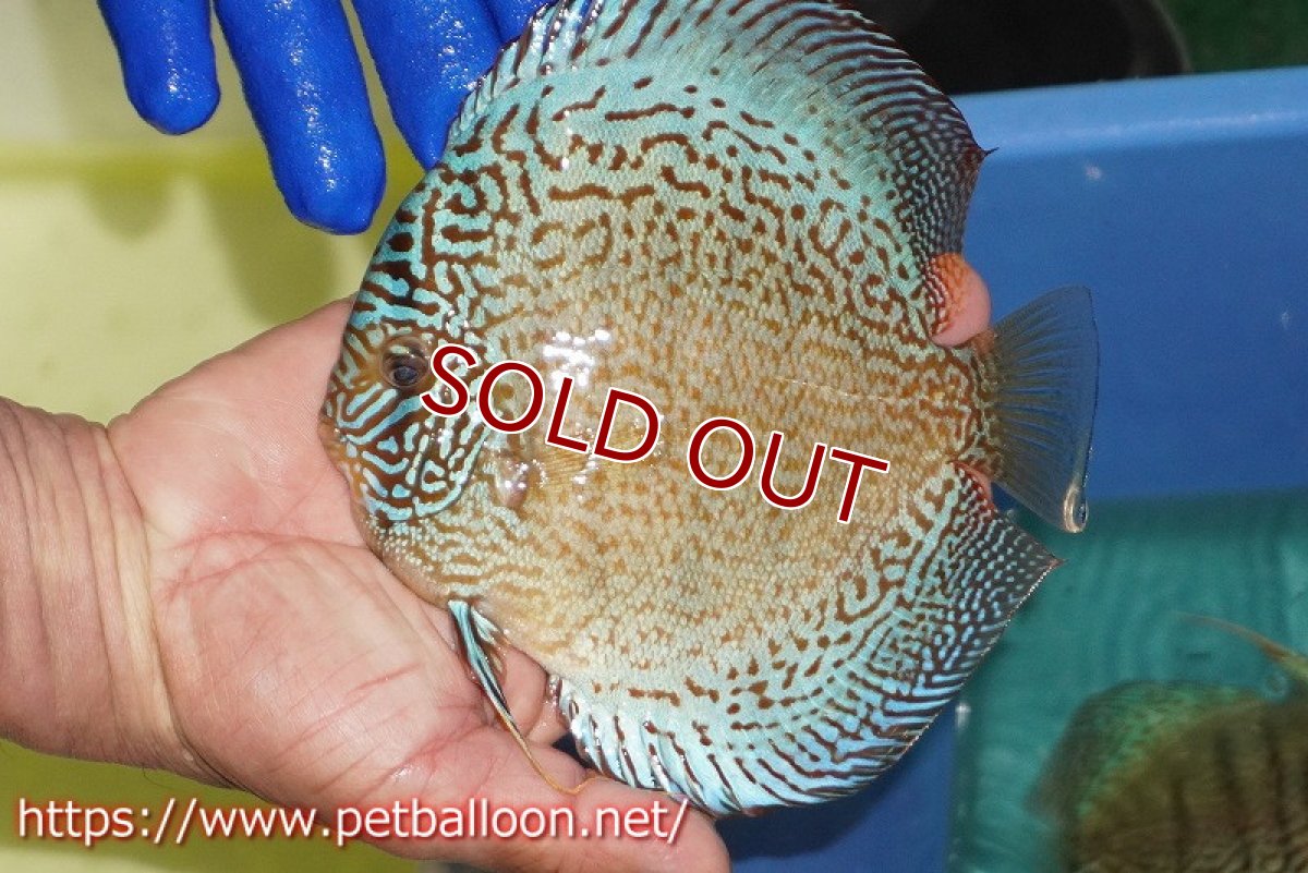 画像3: 【ディスカス】【通販】サクラスーパーブルーレオパード（ハイフォーム）【個体ペア販売】14-15cm（生体）マレーシア　KLディスカスファーム (3)