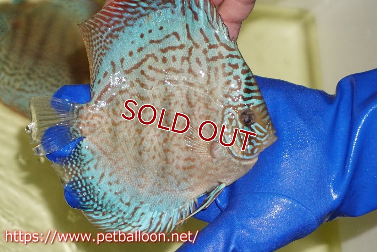 画像7: 【ディスカス】【通販】サクラスーパーブルーレオパード（ハイフォーム）【個体ペア販売】14-15cm（生体）マレーシア　KLディスカスファーム (7)