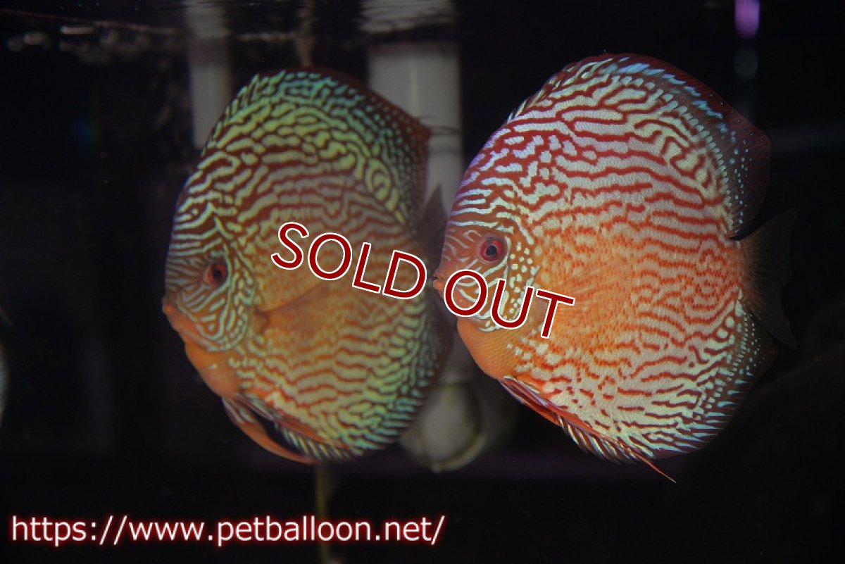 画像1: 【ディスカス】【通販】アルタムスターライトレッドターコイズ（ハイフォーム）【個体ペア販売】16-17cm（生体）マレーシア　NAディスカスファーム (1)