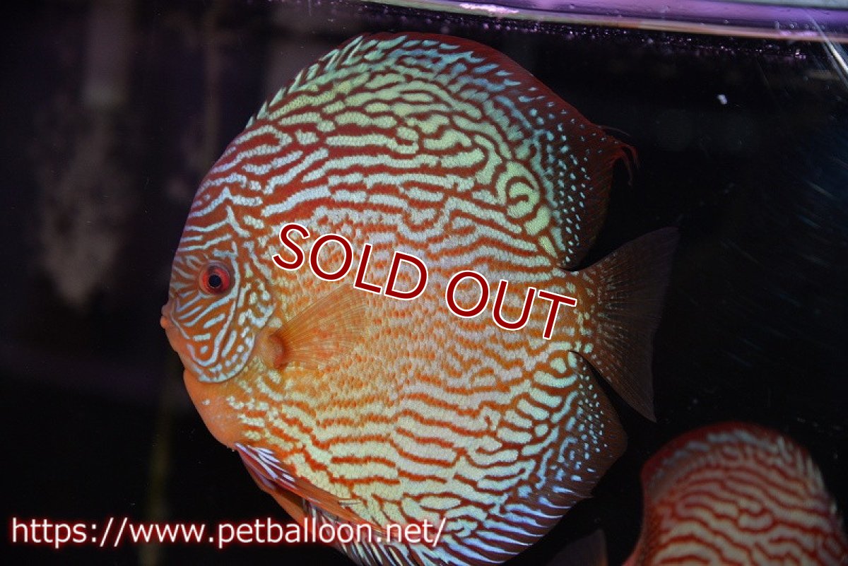 画像2: 【ディスカス】【通販】アルタムスターライトレッドターコイズ（ハイフォーム）【個体ペア販売】16-17cm（生体）マレーシア　NAディスカスファーム (2)