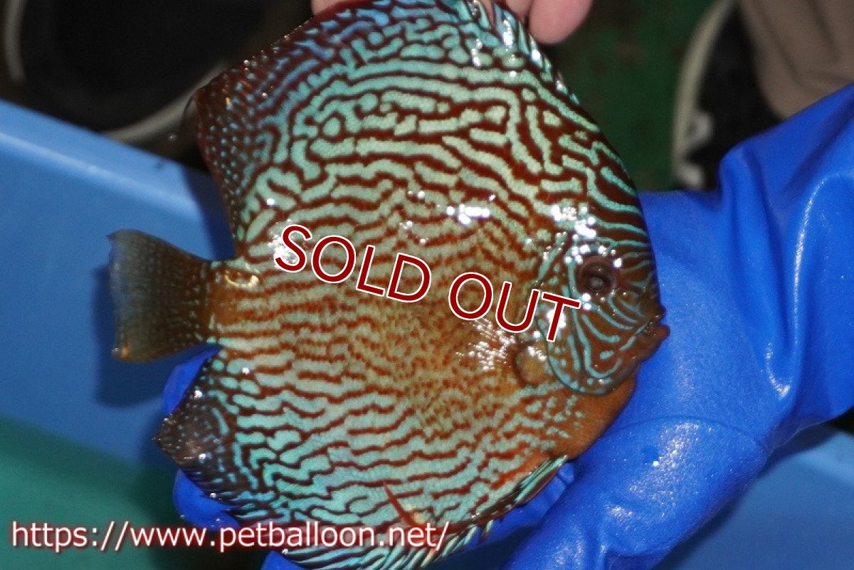 画像4: 【ディスカス】【通販】アルタムスターライトレッドターコイズ（ハイフォーム）【個体ペア販売】16-17cm（生体）マレーシア　NAディスカスファーム (4)