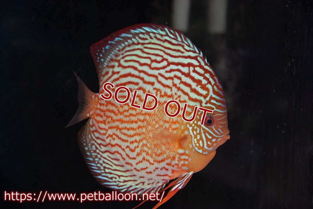 画像5: 【ディスカス】【通販】アルタムスターライトレッドターコイズ（ハイフォーム）【個体ペア販売】16-17cm（生体）マレーシア　NAディスカスファーム (5)