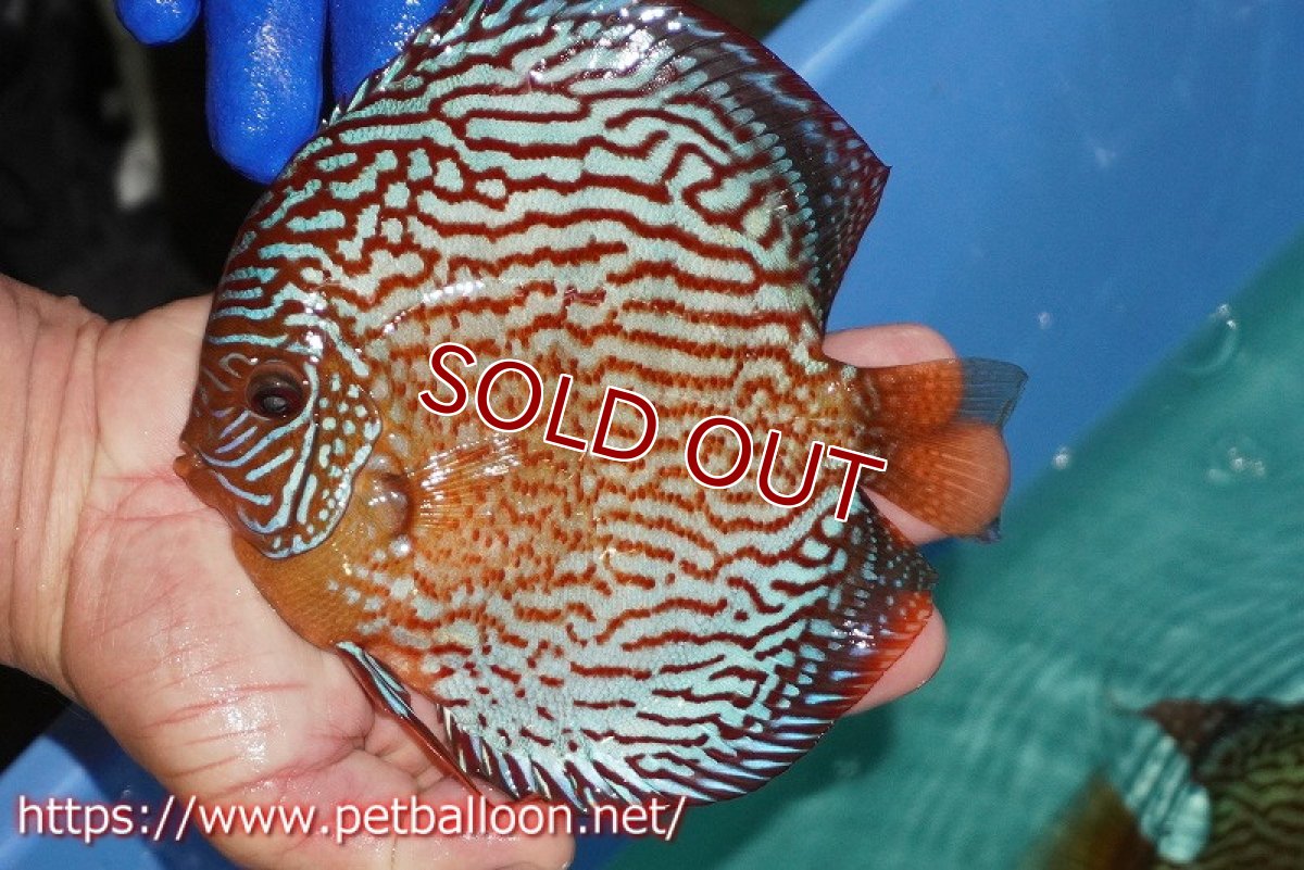 画像6: 【ディスカス】【通販】アルタムスターライトレッドターコイズ（ハイフォーム）【個体ペア販売】16-17cm（生体）マレーシア　NAディスカスファーム (6)