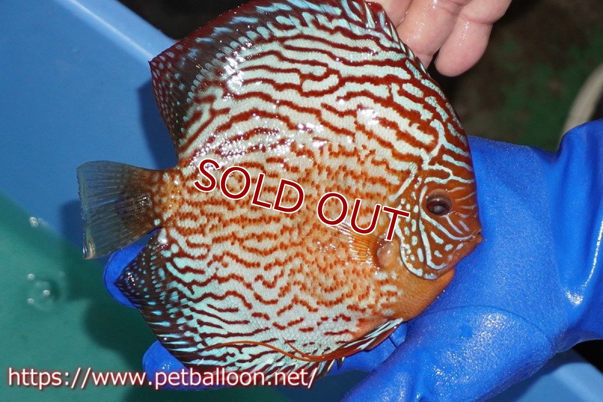 画像7: 【ディスカス】【通販】アルタムスターライトレッドターコイズ（ハイフォーム）【個体ペア販売】16-17cm（生体）マレーシア　NAディスカスファーム (7)