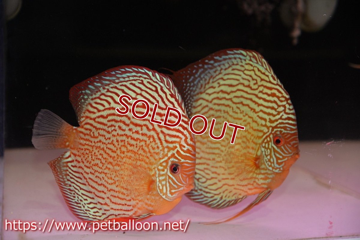 画像1: 【ディスカス】【通販】【産卵経験あり】アルタムスターライトレッドターコイズ（ハイフォーム）【個体ペア販売】16-17cm（生体）マレーシア　NAディスカスファーム (1)