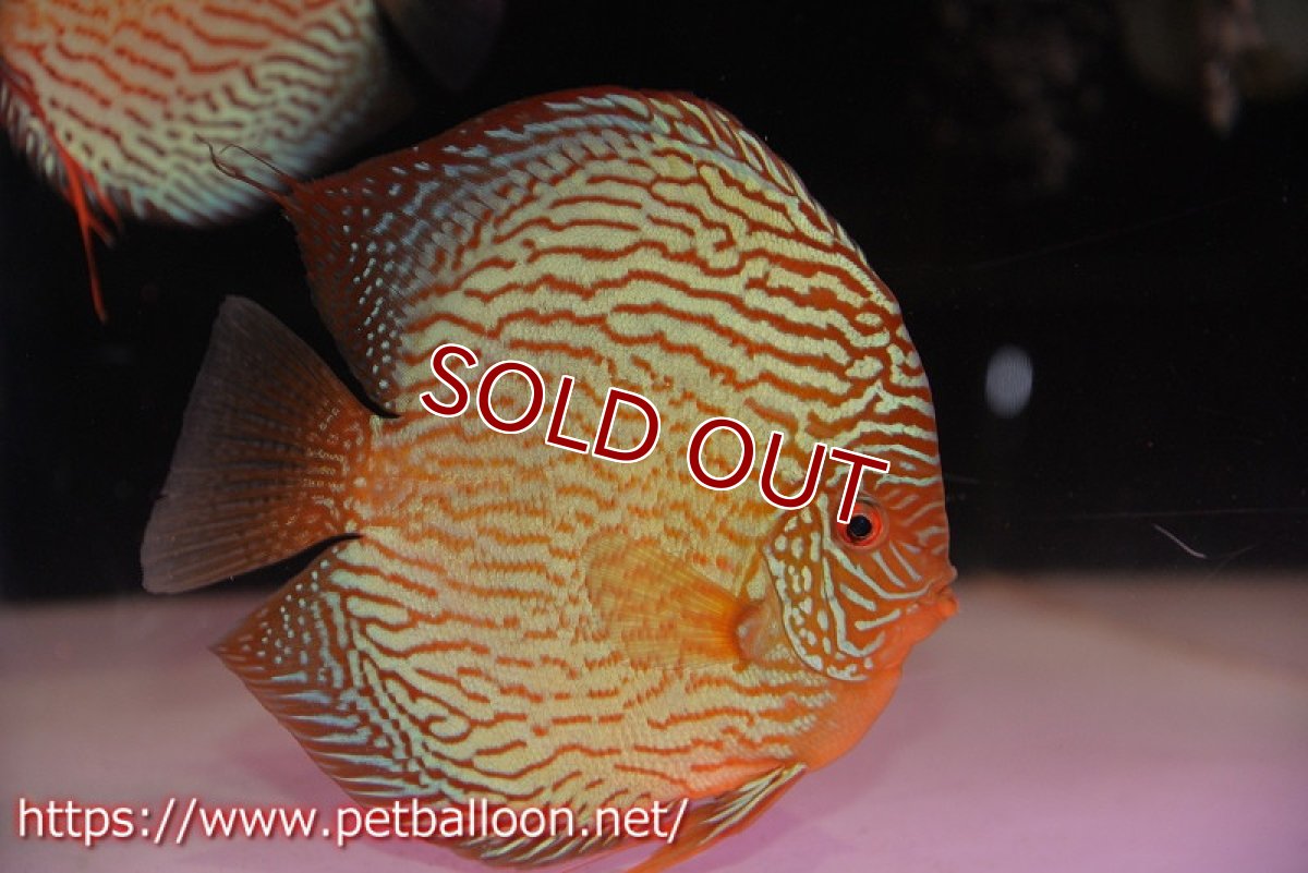 画像2: 【ディスカス】【通販】【産卵経験あり】アルタムスターライトレッドターコイズ（ハイフォーム）【個体ペア販売】16-17cm（生体）マレーシア　NAディスカスファーム (2)