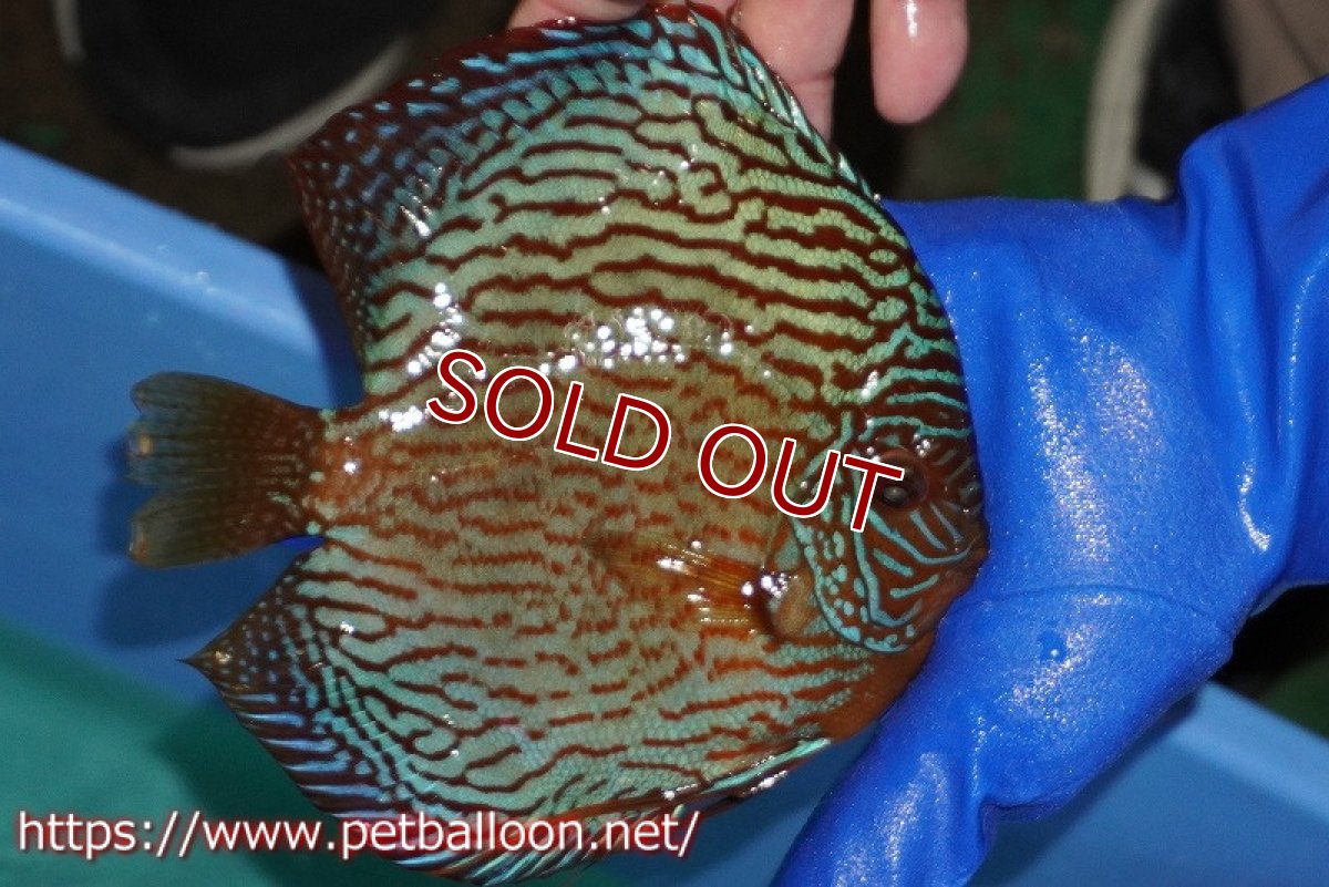 画像4: 【ディスカス】【通販】【産卵経験あり】アルタムスターライトレッドターコイズ（ハイフォーム）【個体ペア販売】16-17cm（生体）マレーシア　NAディスカスファーム (4)