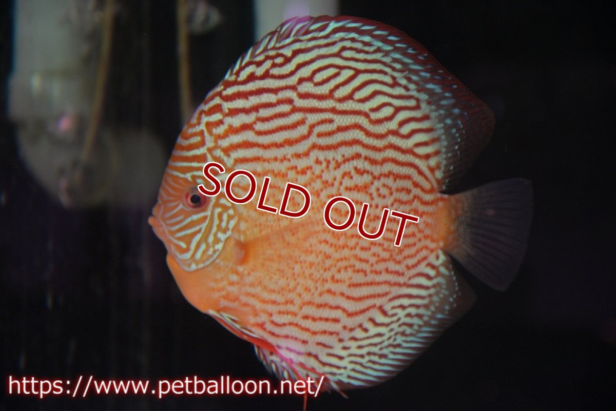 画像5: 【ディスカス】【通販】【産卵経験あり】アルタムスターライトレッドターコイズ（ハイフォーム）【個体ペア販売】16-17cm（生体）マレーシア　NAディスカスファーム (5)