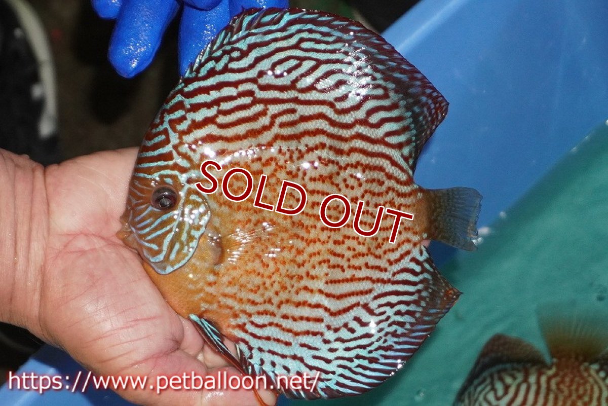 画像6: 【ディスカス】【通販】【産卵経験あり】アルタムスターライトレッドターコイズ（ハイフォーム）【個体ペア販売】16-17cm（生体）マレーシア　NAディスカスファーム (6)