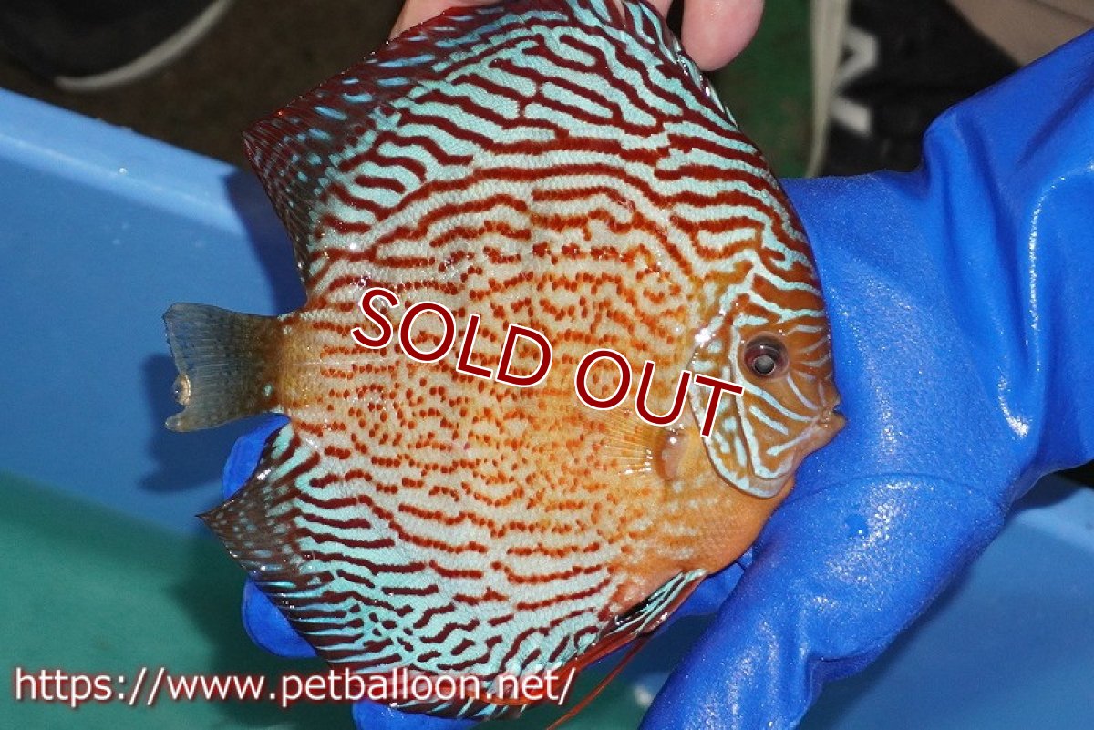 画像7: 【ディスカス】【通販】【産卵経験あり】アルタムスターライトレッドターコイズ（ハイフォーム）【個体ペア販売】16-17cm（生体）マレーシア　NAディスカスファーム (7)