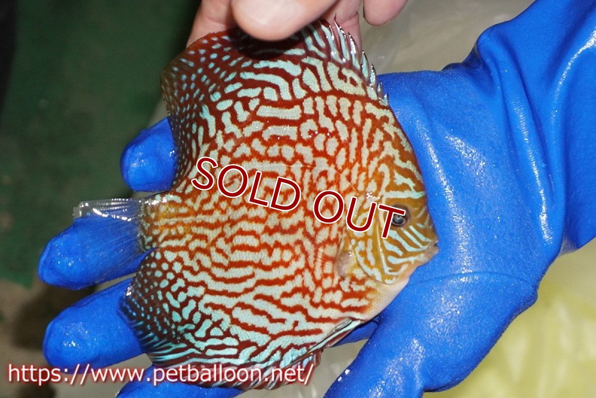 画像4: 【ディスカス】【通販】メイズレッドターコイズ（ハイフォーム）【個体ペア販売】12cm （生体）マレーシア　NAディスカスファーム (4)