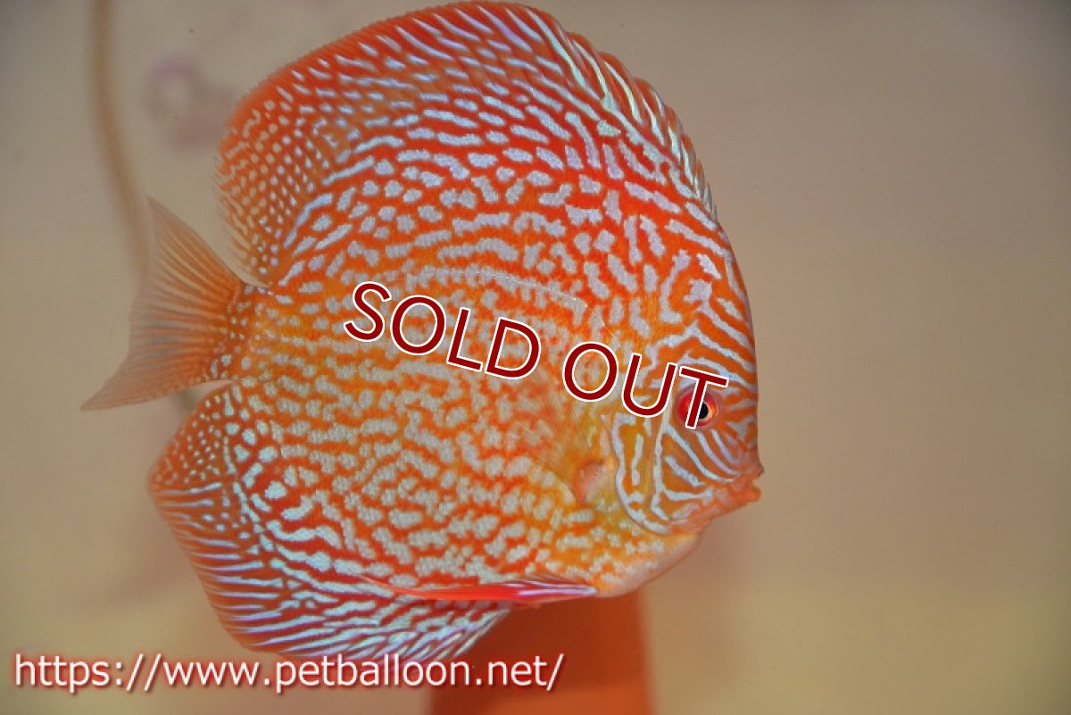 画像5: 【ディスカス】【通販】メイズレッドターコイズ（ハイフォーム）【個体ペア販売】12cm （生体）マレーシア　NAディスカスファーム (5)