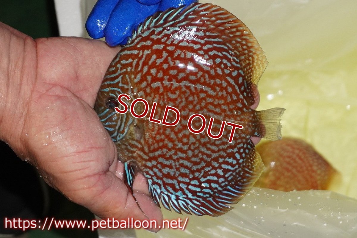 画像6: 【ディスカス】【通販】メイズレッドターコイズ（ハイフォーム）【個体ペア販売】12cm （生体）マレーシア　NAディスカスファーム (6)