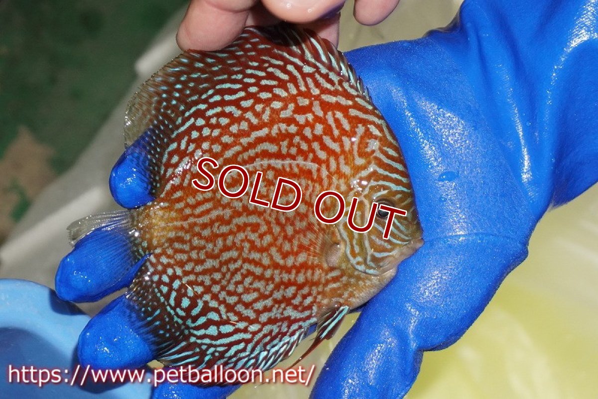 画像7: 【ディスカス】【通販】メイズレッドターコイズ（ハイフォーム）【個体ペア販売】12cm （生体）マレーシア　NAディスカスファーム (7)