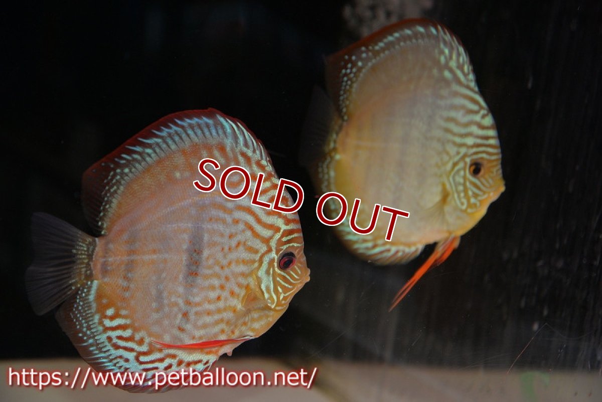 画像1: 【ディスカス】【通販】ラーゴパラコニブラッドレッド クロス ワイルドヘッケル（F3）（ハイフォーム）【個体ペア販売】14-15cm（生体）マレーシア　KLディスカスファーム (1)