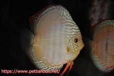 画像2: 【ディスカス】【通販】ラーゴパラコニブラッドレッド クロス ワイルドヘッケル（F3）（ハイフォーム）【個体ペア販売】14-15cm（生体）マレーシア　KLディスカスファーム (2)