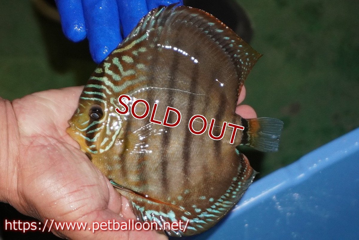 画像3: 【ディスカス】【通販】ラーゴパラコニブラッドレッド クロス ワイルドヘッケル（F3）（ハイフォーム）【個体ペア販売】14-15cm（生体）マレーシア　KLディスカスファーム (3)