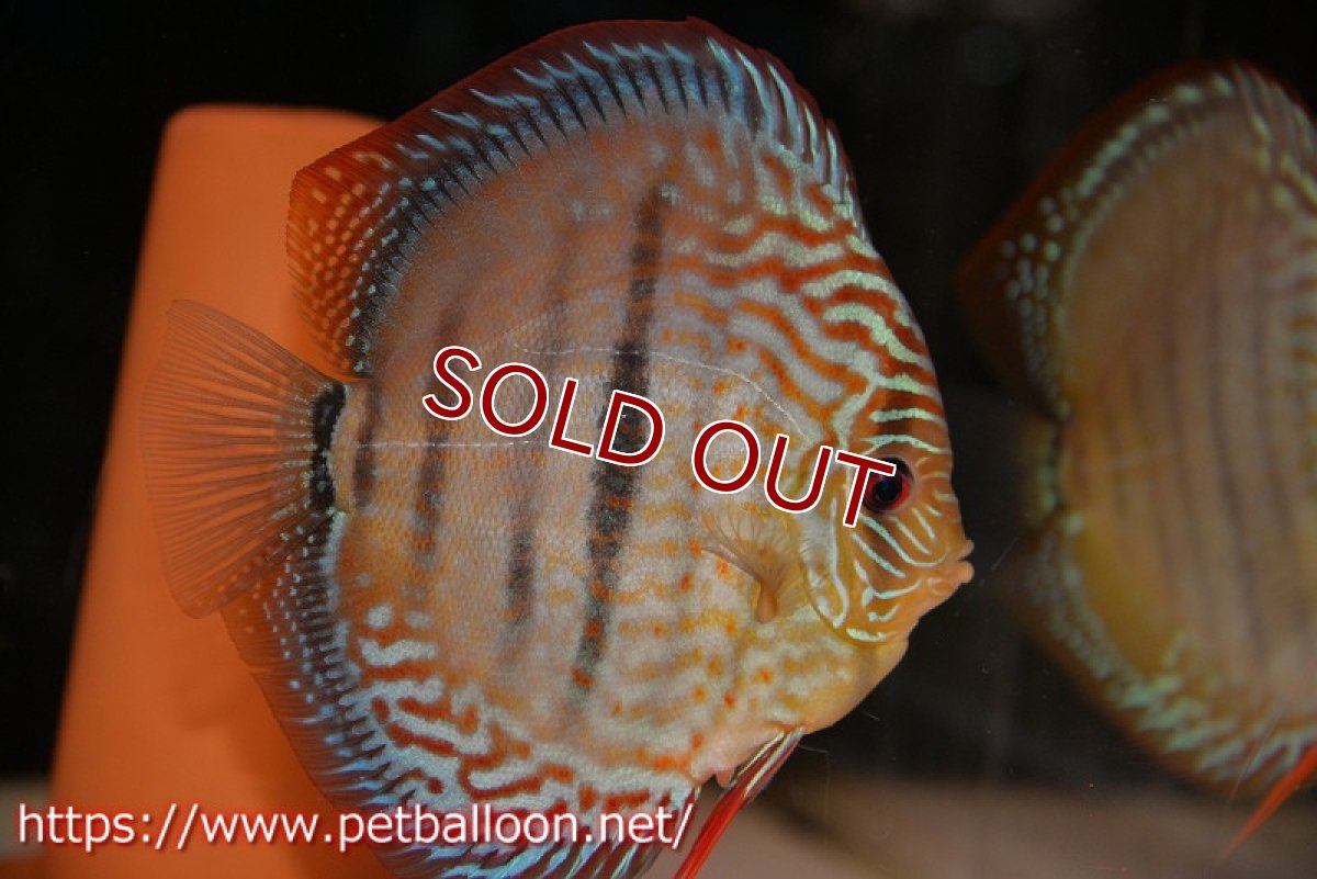 画像5: 【ディスカス】【通販】ラーゴパラコニブラッドレッド クロス ワイルドヘッケル（F3）（ハイフォーム）【個体ペア販売】14-15cm（生体）マレーシア　KLディスカスファーム (5)