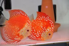画像1: 【ディスカス】【通販】スーパーレッドドラゴンボール（ハイフォーム）【個体ペア販売】15-16cm（生体）マレーシア　NAディスカスファーム (1)